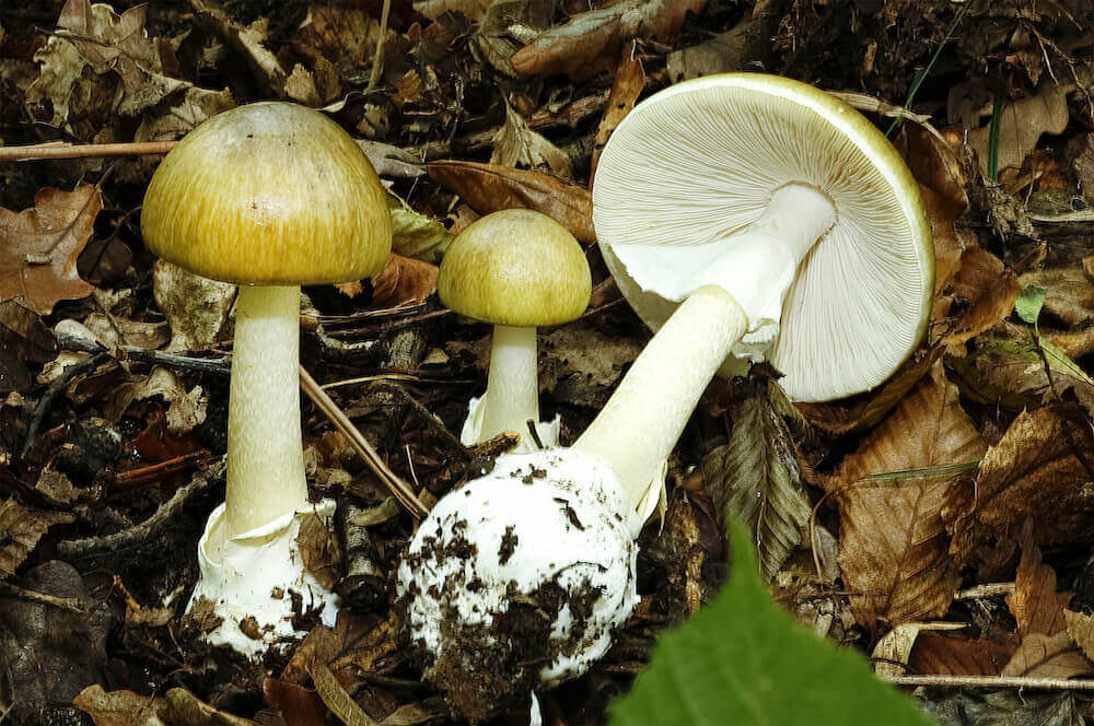 Innocent looking mushroom the amanita
    phalloides is also known as the death cap mushroom because it will kill
    you the first chance it gets...