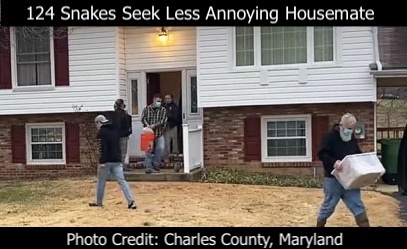 Authorities carry
caged exotic an venomous snakes out of an ordinary-looking suburban
house.