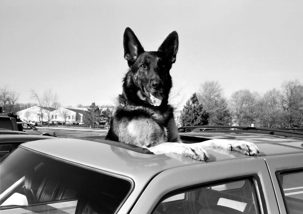 Black and white image of a happy dog standing in the sunroof opening!